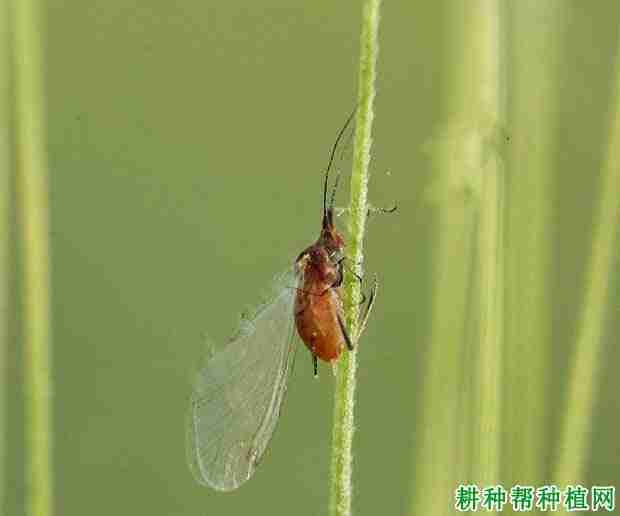 种植小麦如何防治黍蚜(小麦防治蚜虫)